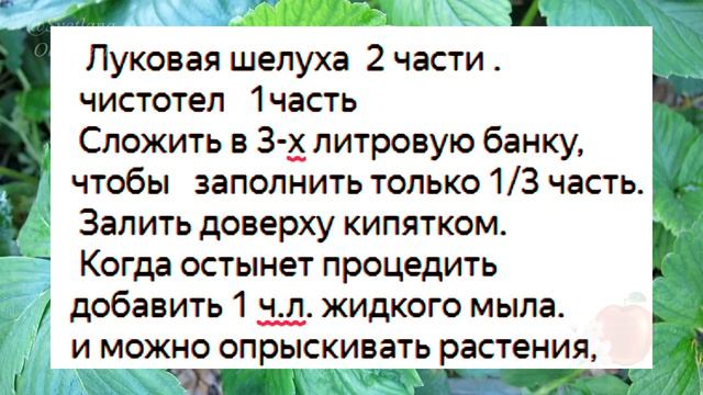ОБЛЕЙ ЭТИМ КЛУБНИКУ ДЛЯ ОГРОМНОГО УРОЖАЯ ЗДОРОВОЙ КЛУБНИКИ.ОТЛИЧНАЯ ЗАЩИТА ОТ ВРЕДИТЕЛЕЙ БЕЗ ХИМИИ смотреть онлайн