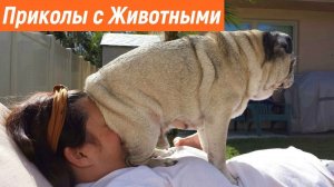 НОВЫЕ ПРИКОЛЫ С ЖИВОТНЫМИ - СМЕШНЫЕ ЖИВОТНЫЕ ДО СЛЕЗ