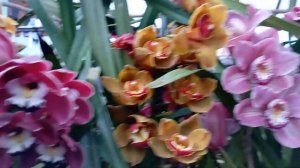 cymbidium orchids blooms # care of cymbidium orchids