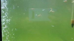 Мальки Золотых рыбок и телескопов. 4 недели