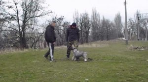 Шнауцер. Собака - Телохранитель