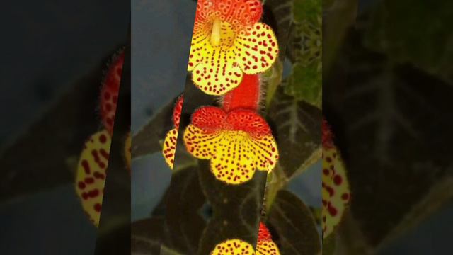 BUNGA GANTUNG episcia@mujiapriliani6707 смотреть онлайн