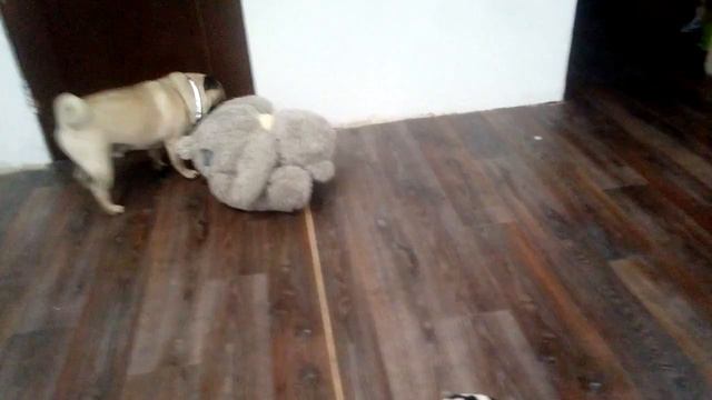 Собака прёт игрушку ржака полная!!! смотреть онлайн