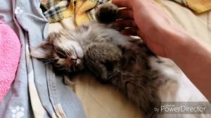 Котенок спит.