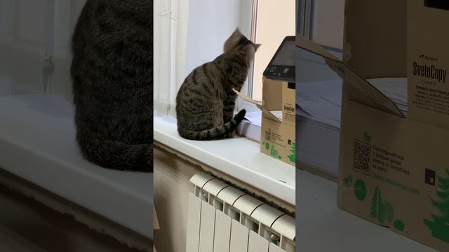 С котом веселее