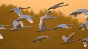 Заливала землю талая вода...