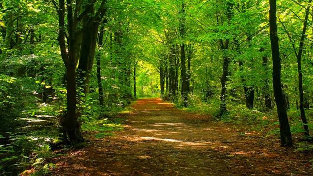 Enigmatic Music, Deep Forest, Self Soothing, Meditation Calm & Healing Music смотреть онлайн