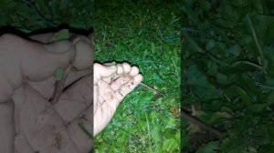 Ночная ловля червя для рыбалки. Выползки, как оно есть.