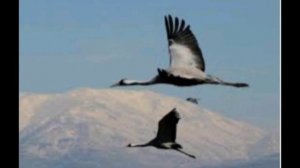 Далеко далеко журавли улетели/христианская песня