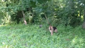 необходимые витамины для собак природные!