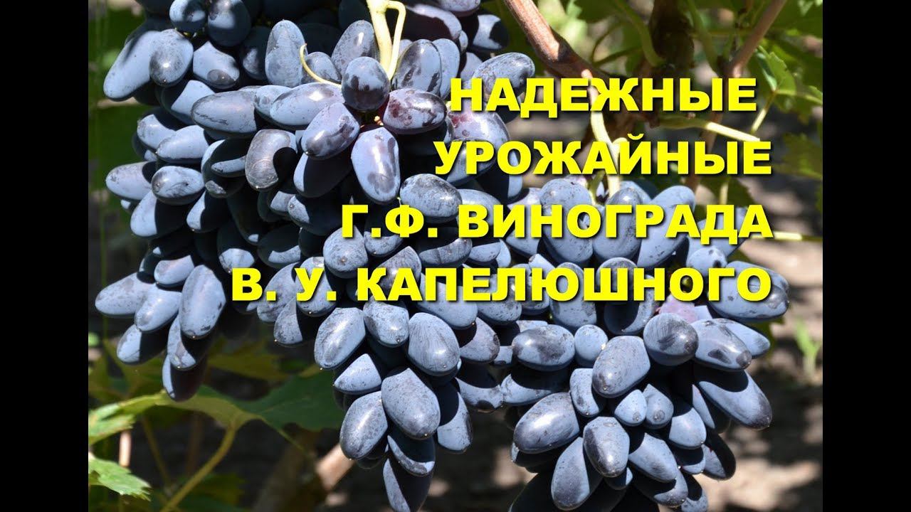 Виноград Румба и Могучий www.vinograd-kriulya.com смотреть онлайн
