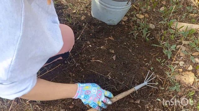 Высаживаю бирючину смотреть онлайн