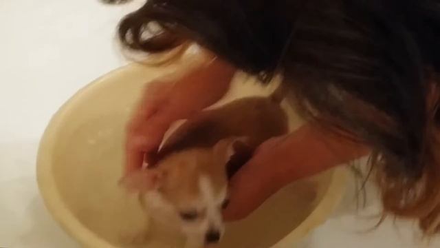 Прикол. Купание щенка Чихуахуа. Щенок впервые в доме смотреть онлайн