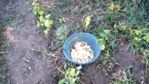Пришла пора убирать Фасоль
