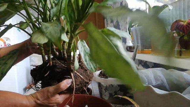 Пересадка большой аглонемы. смотреть онлайн