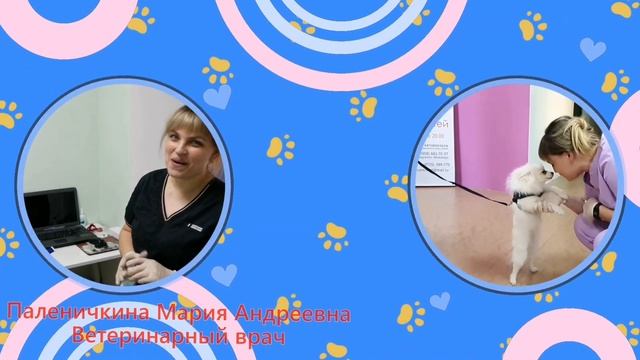 ветеренарная клиника смотреть онлайн