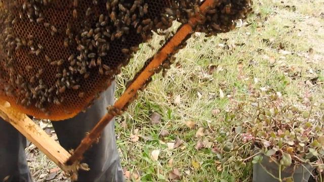 APISIRENA  ; La colaboración entre las Abejas y las Echeverias. смотреть онлайн