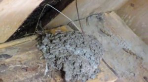 Гнездо ласточек