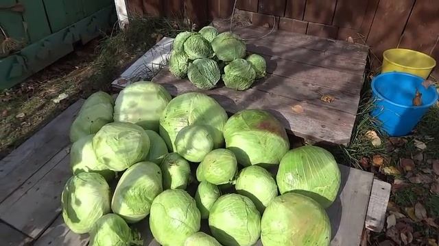 Капуста белокочанная сорт Московская поздняя, урожай 2017 года/Огород в  Сибири