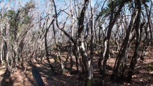 Охота на вальдшнепа в Крыму  Морозец и солнце