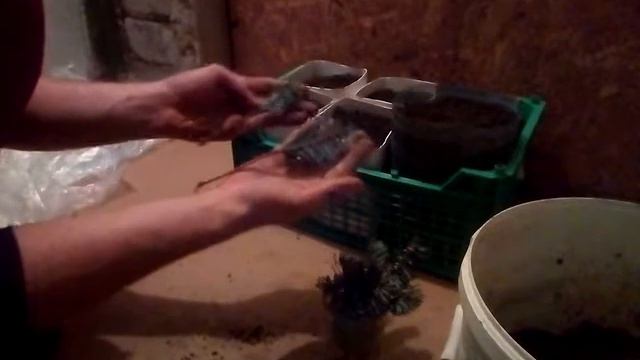 УКОРЕНЕНИЕ ЕЛИ МЕТОДОМ ЧЕРЕНКОВАНИЯ .