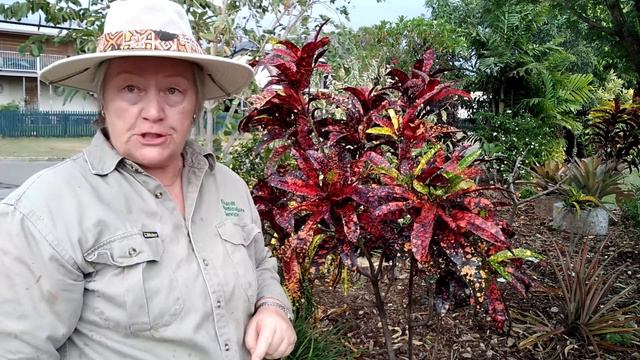 How to Propagate Plants the easy way! смотреть онлайн