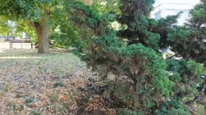 Таганрог. ИНТЕРЕСНЫЕ ПАМЯТНЫЕ МЕСТА НАШЕГО ГОРОДА. "ПЕТРОВСКАЯ" И "ГРЕЧЕСКАЯ" УЛИЦЫ.