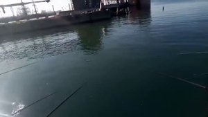 Рыбалка в Туапсе на причале