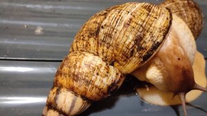 Ахатина ретикулята