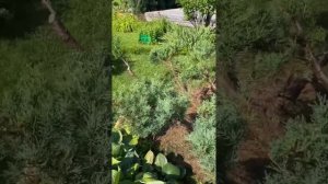 Ниваки из можжевельника, первая стрижка Тимур/Тарапатин