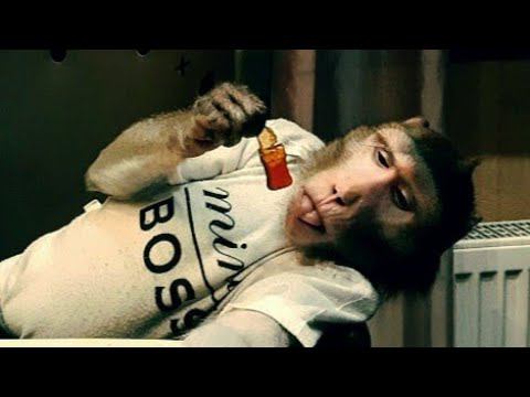 Наглядное пособие,как правильно есть мармелад / мастер класс от макаки Федора (домашние обезьяны)