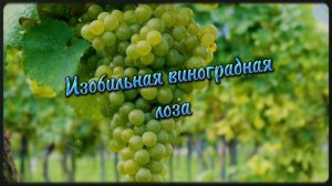 Изобильная виноградная лоза🍇 Христианские песни, псалмы🙏🏻