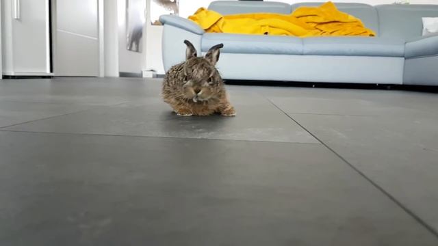 Заяц дома. смотреть онлайн