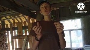 как посадить отросток у сливы в горшок.