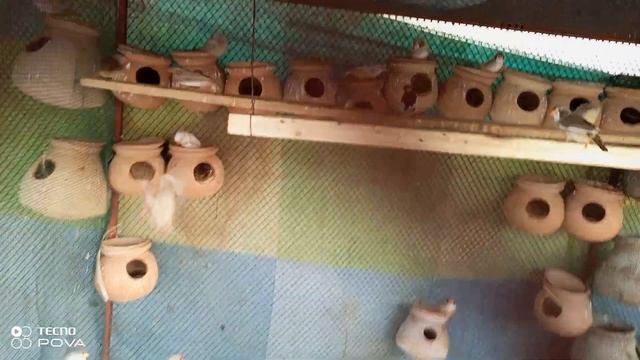 Hum Sub Ka Shouk update #budgies #finch #java #hogoromo #parrot #cats смотреть онлайн