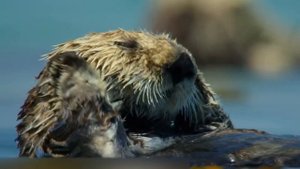 ВОТ ПОЧЕМУ ЗМЕИ БОЯТСЯ БОГОМОЛОВ