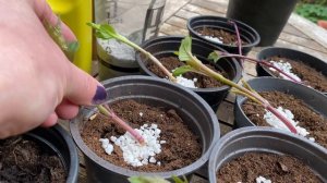 Георгины! ЧЕРЕНКОВАНИЕ на ПОДУШКУ из Перлита! Все Секреты. How to take Dahlia cuttings.