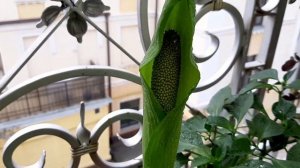 Аморфофаллус  Napalensis /Загадочный зелёный цветок