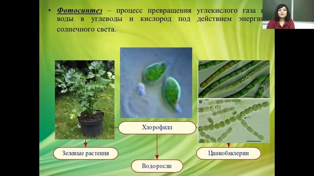 Фотосинтез и хемосинтез