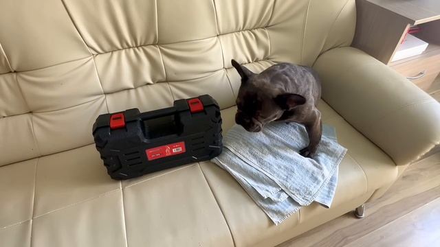 беру НОВОГО помощника с собою в дом на ЮГЕ // Аккумуляторная цепная мини-пила JONSER JAC-186S смотреть онлайн