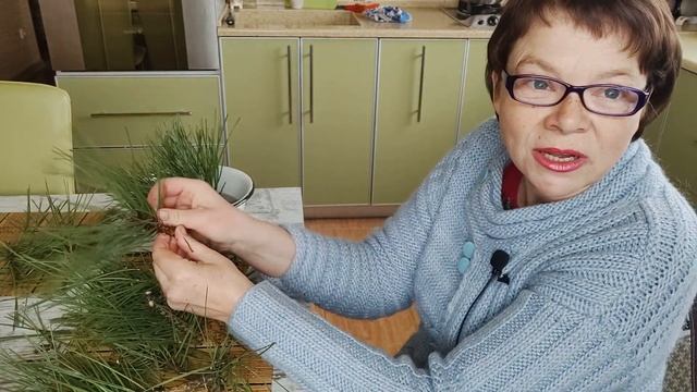 Весна на пороге, время расчехлять секаторы. Черенкование сосны горной.