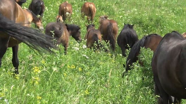 Два табуна лошадей мирно ходят рядом смотреть онлайн