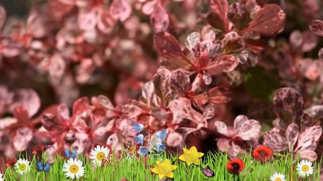 Барбарис тунберга Харлеквин ? Обзор: посадка и уход. саженцы барбариса: описание и особенности смотреть онлайн