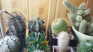 Уход за кактусом осенью. Уход за кактусом. Осенний период у кактусов.