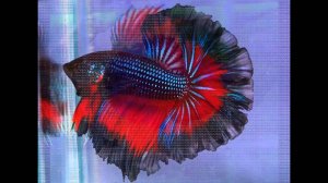 Петушок HalfMoon - описание вида. Ответы на вопросы подписчиков