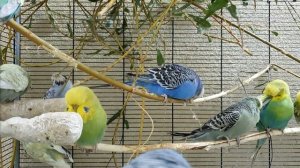 budgie sounds for relaxation