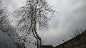 Обрезка веток на высоте сабельной пилой с земли