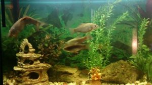 Карась в аквариуме