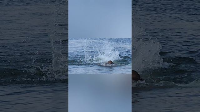 🏊в г.Гулькевичи есть и такой классный пляж | Ягода Малина