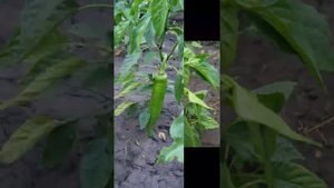 Чем обработать перцы от тли?